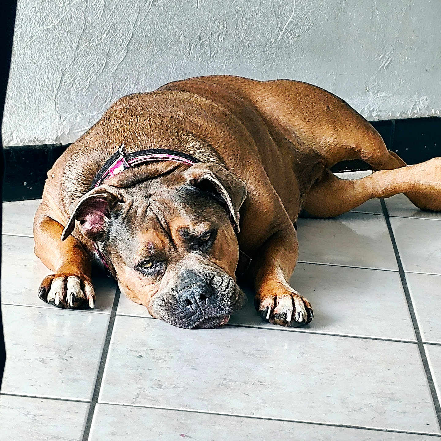 Athena a rejoint le concours — aidez-le/la à gagner de superbes lots ! animal, back, bodypart, boxer, bulldog, canine, dog, frenchbulldog, hound, person, pet, pitbull, pug, puppy, sleeping