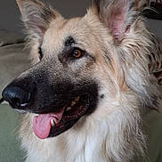 Sirius joined the competition — help win amazing prizes! dog, german_shepherd, fluffy, long_hair, cream_coat, black_muzzle, pointed_ears, open_mouth, tongue, happy, portrait, close_up, pet, animal, indoor, couch, sitting, fur, shiny_nose, friendly