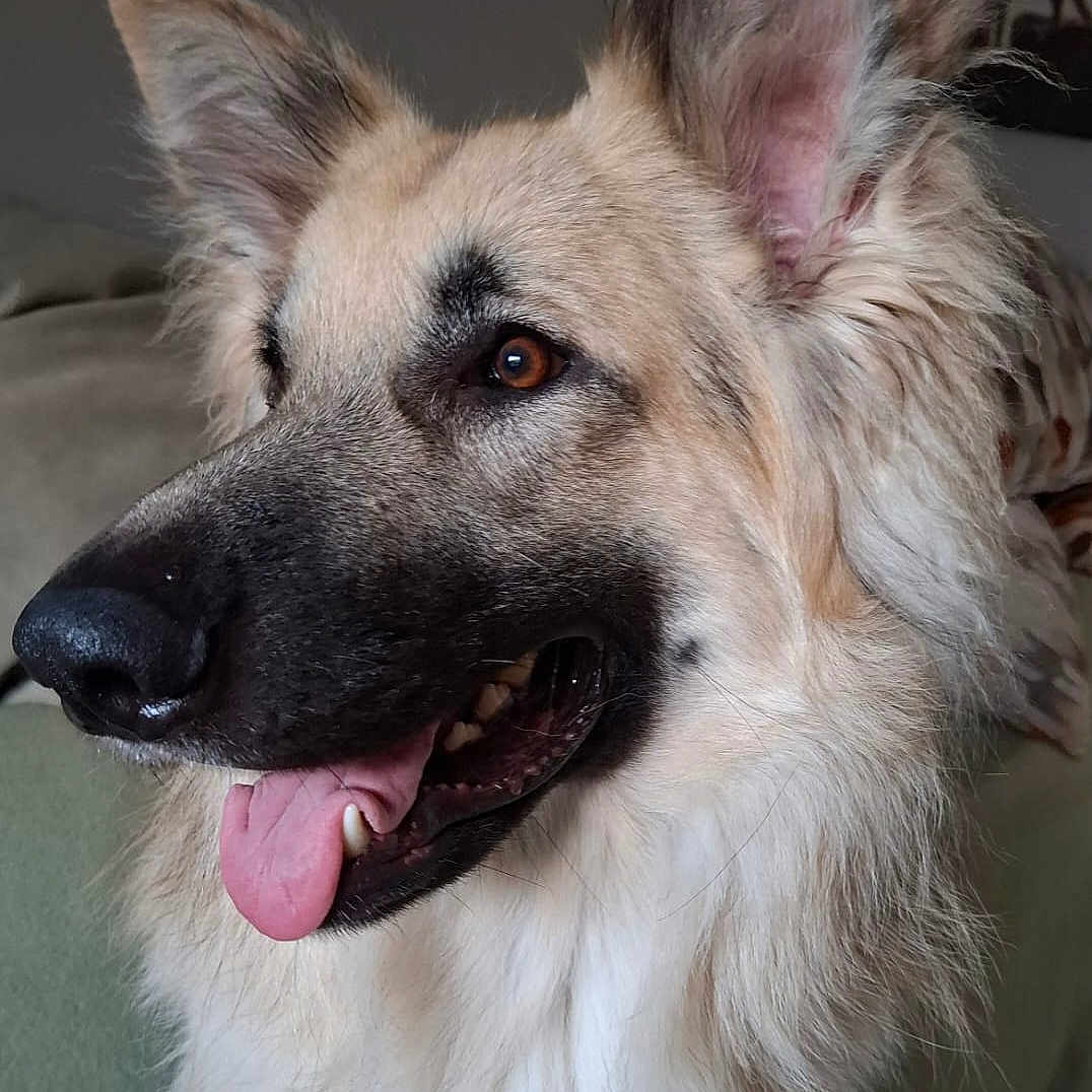 Sirius