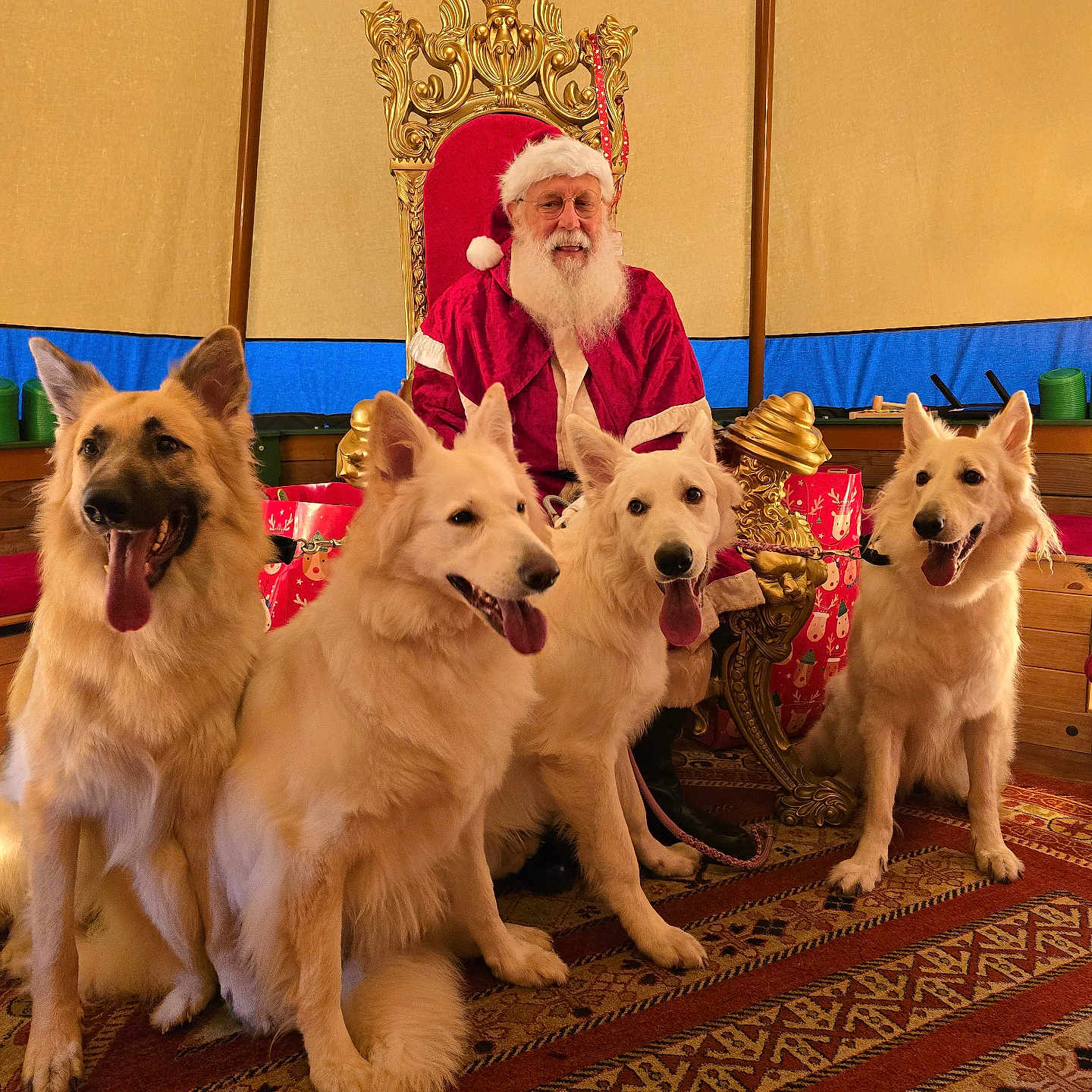 Sirussylussavvieshay joined the competition — help win amazing prizes! beard, canine, carpet, celebration, christmas_tree, decorations, dog, festive, gift, happy, holiday, indoor, merry, ornament, pet, red_clothing, santa_claus, smiling, throne, tongue_out