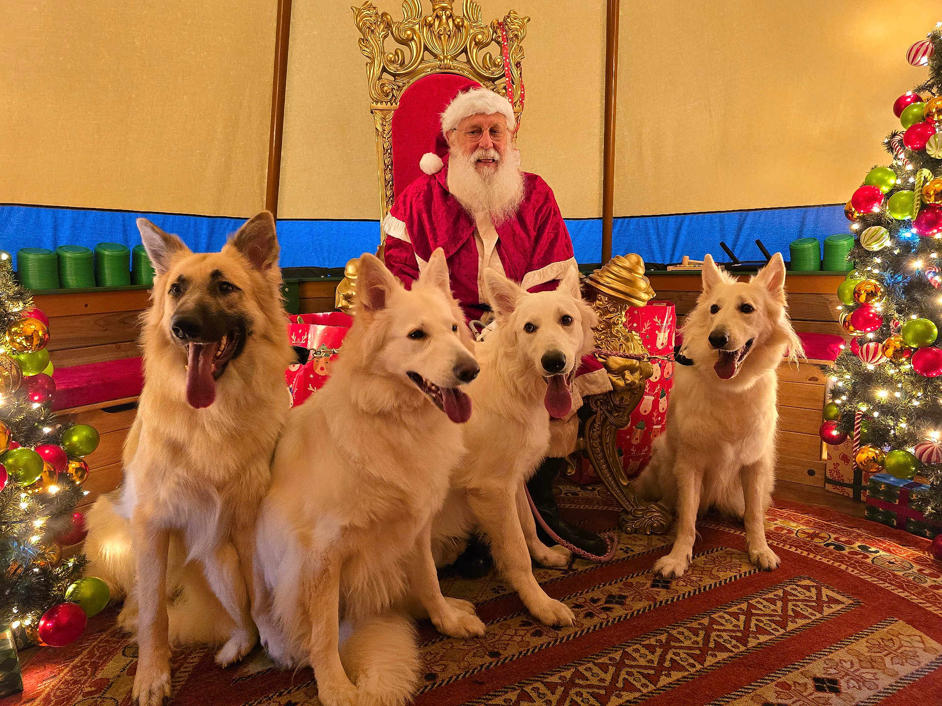 Sirussylussavvieshay joined the competition — help win amazing prizes! dog, santa_claus, christmas_tree, holiday, gift, throne, indoor, festive, decorations, canine, smiling, beard, red_clothing, carpet, ornament, tongue_out, pet, celebration, merry, happy