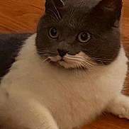 Soup joined the competition — help win amazing prizes! animal, cat, closeup, cute, domestic_cat, eyes, feline, floor, fur, gray_cat, indoor, laying_down, mammal, paw, pet, portrait, relaxed, whiskers, white_cat, wooden_floor