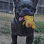 dog, french_bulldog, toy, stuffed_toy, outdoor, backyard, fence, playful, pet, animal, grass, dirt, tongue_out, ears, cute, standing, mammal, domestic_dog, canine, happy