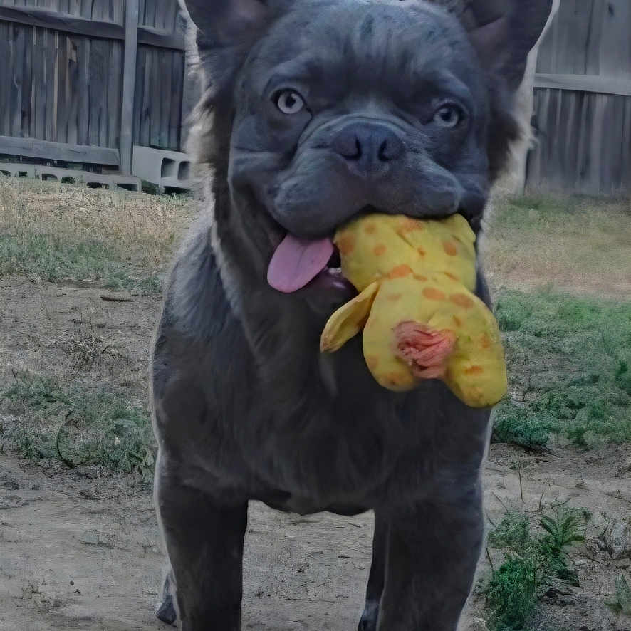 Bruno is registered to the contest to win money with this photo: animal, backyard, canine, cute, dirt, dog, domestic_dog, ears, fence, french_bulldog, grass, happy, mammal, outdoor, pet, playful, standing, stuffed_toy, tongue_out, toy