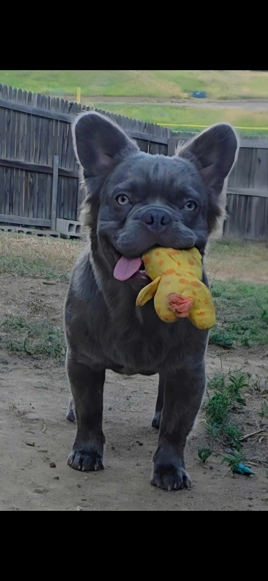 Bruno is registered to the contest to win money with this photo: dog, french_bulldog, toy, stuffed_toy, outdoor, backyard, fence, playful, pet, animal, grass, dirt, tongue_out, ears, cute, standing, mammal, domestic_dog, canine, happy