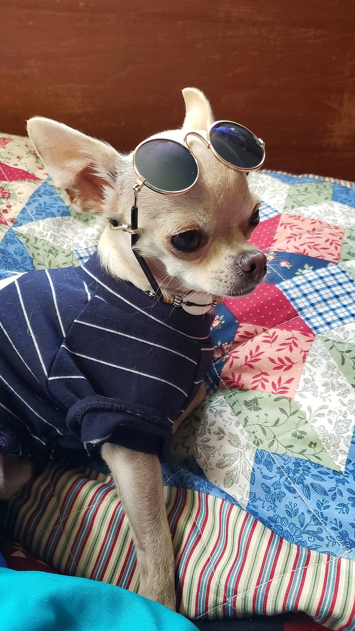 Caspian joined the competition — help win amazing prizes! blanket, canidae, carnivore, chihuahua, companion_dog, cool, dog, dog_breed, dog_clothes, ear, eyewear, fawn, glasses, linens, personal_protective_equipment, puppy, snout, sunglasses, textile, toy_dog
