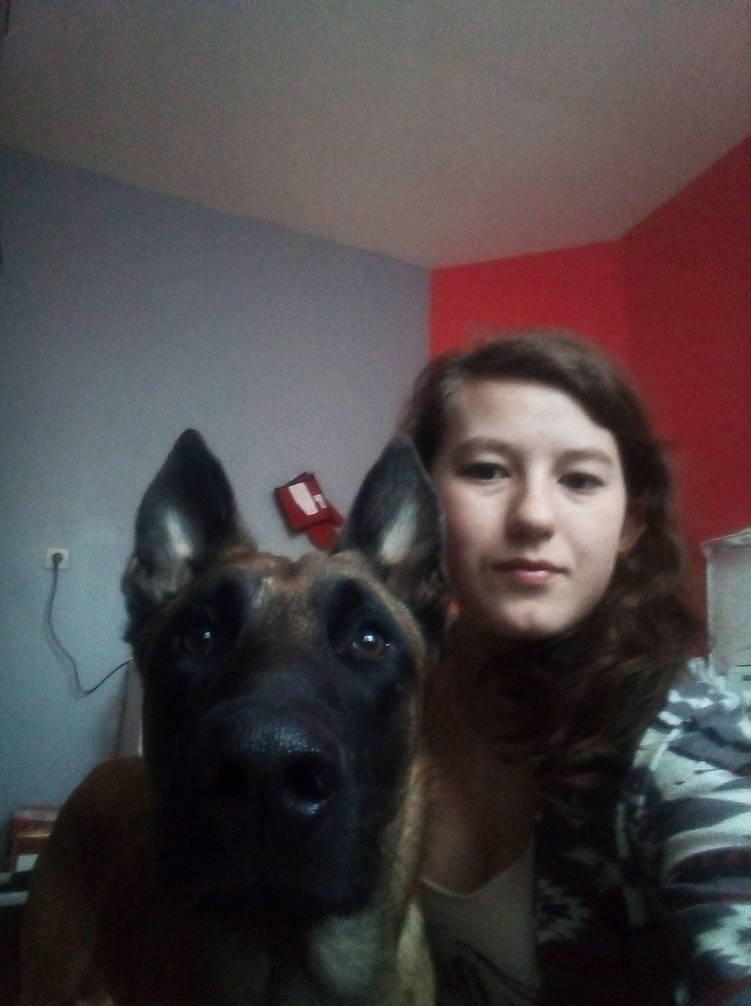 Naos a rejoint le concours — aidez-le/la à gagner de superbes lots ! canidae, carnivore, dog, dog_breed, ear, fawn, formosan_mountain_dog, german_shepherd_dog, guard_dog, mammal, person, rare_breed_dog, snout