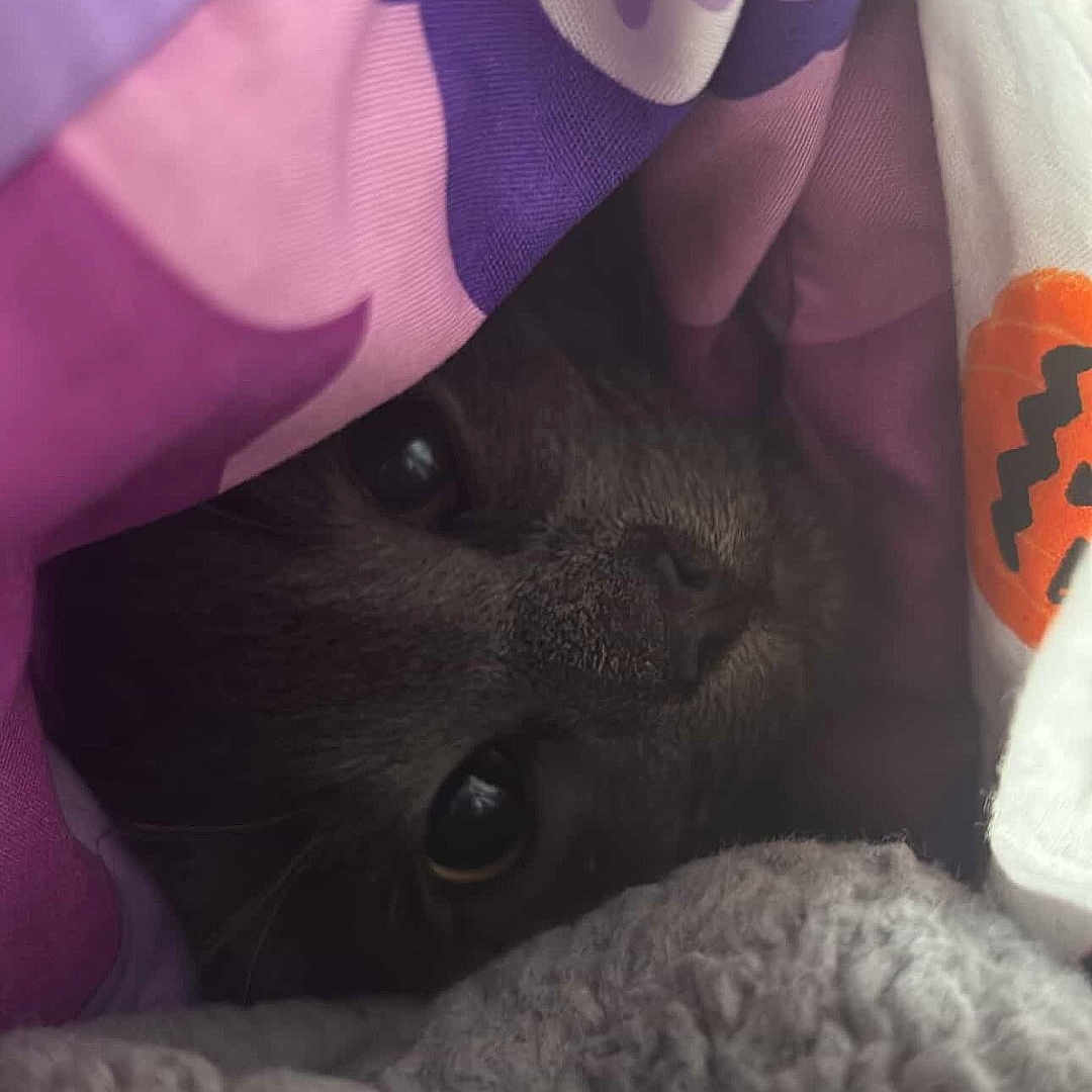 Oliver joined the competition — help win amazing prizes! animal, blanket, cat, closeup, comfort, cozy, cute, eyes, face, fur, gray, hidden, indoors, pet, purple, resting, snuggled, soft, texture, warm