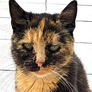 Anouka participe au concours pour gagner de l'argent avec cette photo : animal, cat, close_up, cute, domestic_animal, ears, face, feline, fur, green_eyes, looking_away, mammal, outdoor, pet, portrait, serious_expression, sitting, tile_floor, tortoiseshell, whiskers