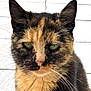 animal, cat, close_up, cute, domestic_animal, ears, face, feline, fur, green_eyes, looking_away, mammal, outdoor, pet, portrait, serious_expression, sitting, tile_floor, tortoiseshell, whiskers