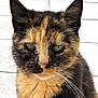 Anouka a rejoint le concours — aidez-le/la à gagner de superbes lots ! animal, cat, close_up, cute, domestic_animal, ears, face, feline, fur, green_eyes, mammal, natural_light, nose, outdoor, pet, portrait, serious_expression, tile_floor, tortoiseshell, whiskers