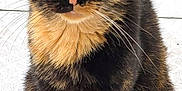Anouka participe au concours pour gagner de l'argent avec cette photo : animal, animal_face, calm, cat, closeup, cute, domestic_animal, ears, feline, floor, fur, looking_at_camera, mammal, outdoor, pet, portrait, sitting, tile, tortoiseshell_cat, whiskers