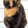 animal, animal_face, calm, cat, closeup, cute, domestic_animal, ears, feline, floor, fur, looking_at_camera, mammal, outdoor, pet, portrait, sitting, tile, tortoiseshell_cat, whiskers