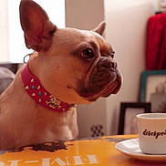 Zoey joined the competition — help win amazing prizes! dog, french_bulldog, collar, table, cup, saucer, indoor, pet, curious, brown_dog, pink_collar, furniture, window, curtain, framed_picture, decor, animal, close_up, domestic, portrait