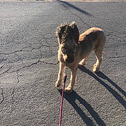 Rascal is registered to the contest to win money with this photo: dog, leash, pavement, outdoor, shadow, sunlight, scruffy, pet, walking, animal, street, daytime, brown_dog, canine, leash_clip, rough_surface, shadow_cast, side_view, sunny, nature