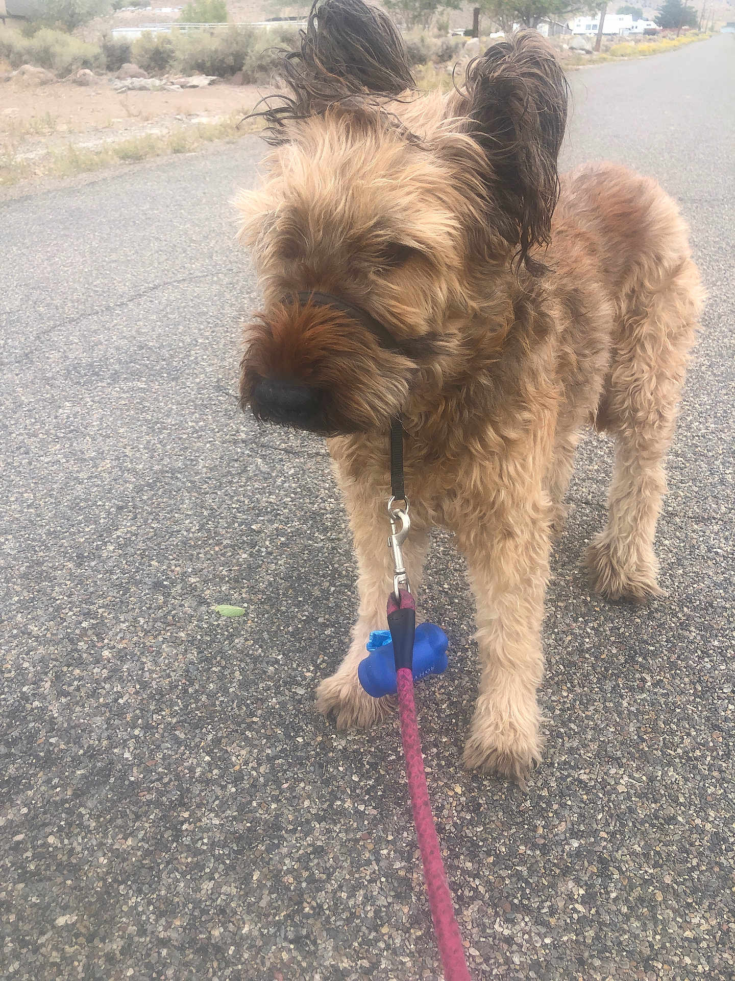 Rascal