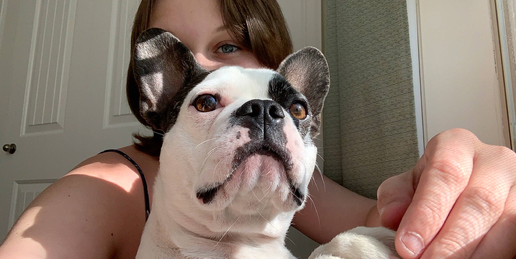 Drizzy is registered to the contest to win money with this photo: bulldog, canidae, carnivore, cheek, companion_dog, dog, dog_breed, ear, face, french_bulldog, head, mammal, non_sporting_group, nose, old_english_bulldog, puppy_love, skin, snout, toy_bulldog, vertebrate
