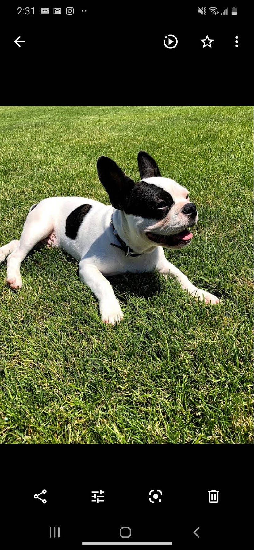 Drizzy joined the competition — help win amazing prizes! american_staffordshire_terrier, boston_terrier, canidae, carnivore, companion_dog, dog, dog_breed, fawn, french_bulldog, grass, lawn, mammal, non_sporting_group, plant, puppy, snout, sporting_group, tail, toy_bulldog, vertebrate