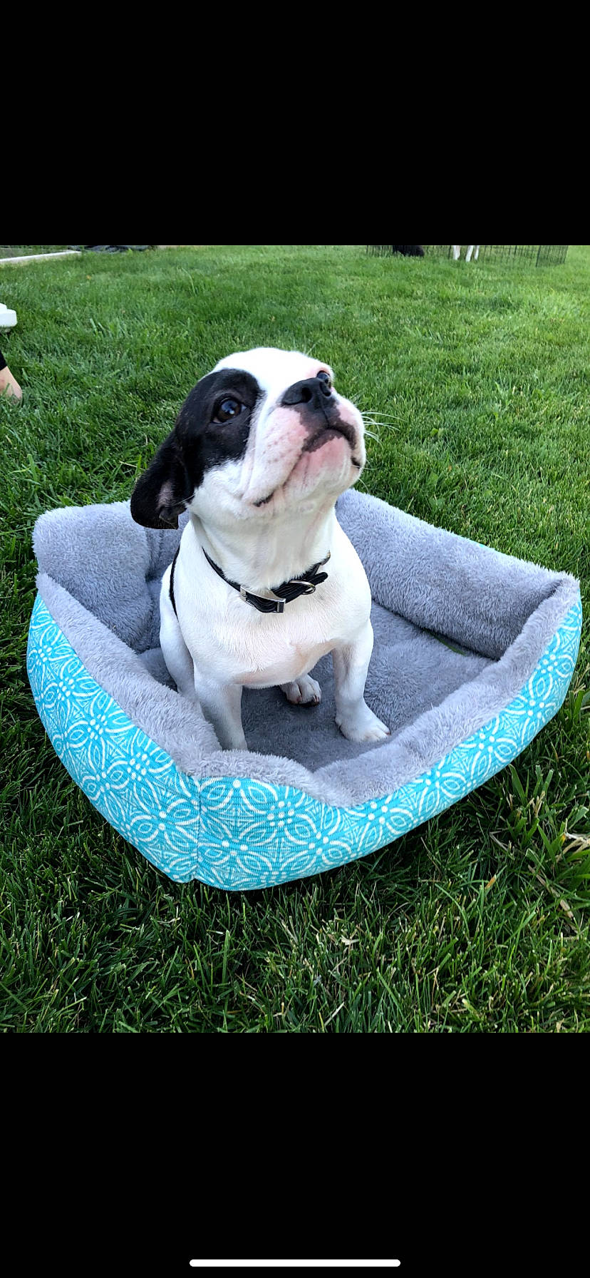 Drizzy is registered to the contest to win money with this photo: australian_bulldog, boston_terrier, bulldog, canidae, carnivore, companion_dog, dog, dog_bed, dog_breed, french_bulldog, grass, green, mammal, non_sporting_group, puppy, rare_breed_dog, snout, sporting_group, toy_bulldog, vertebrate