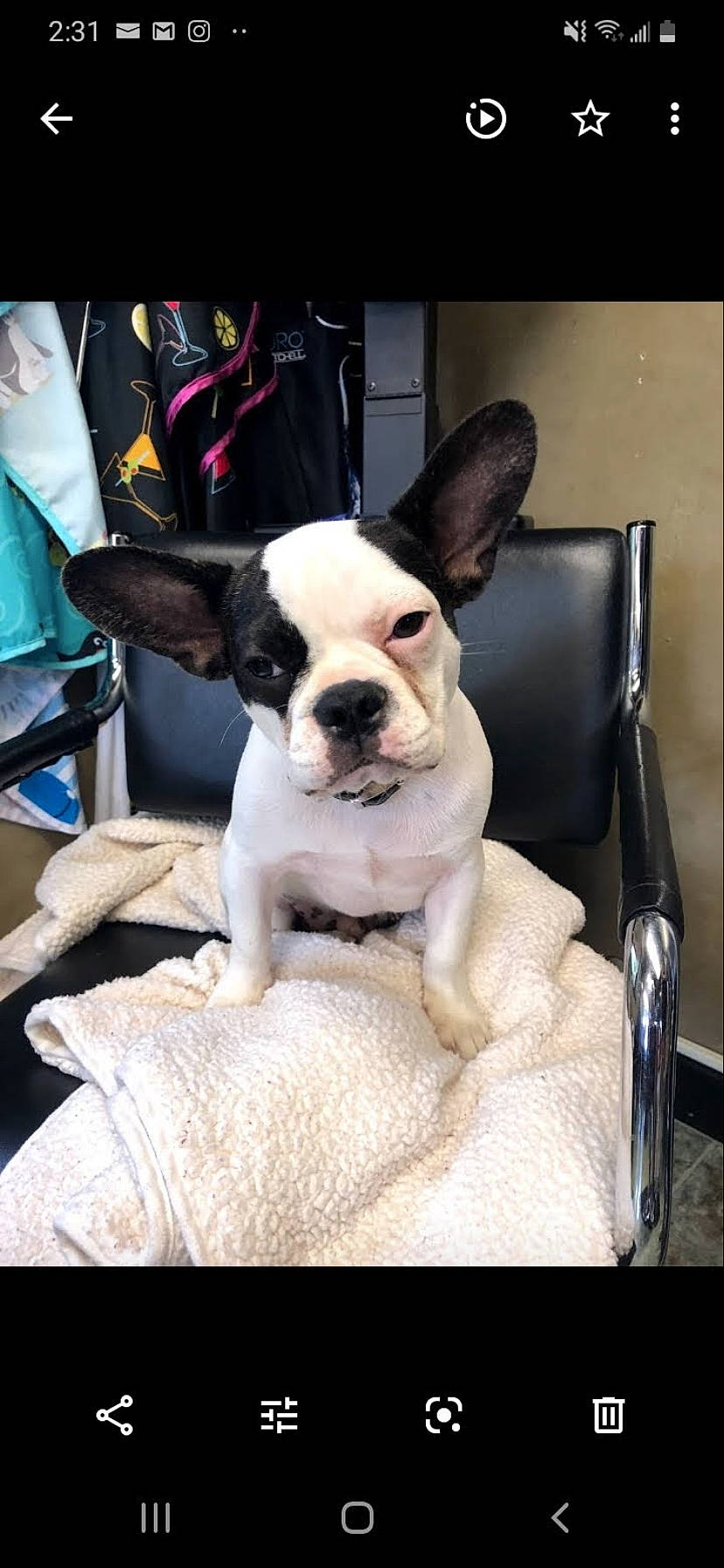 Drizzy is registered to the contest to win money with this photo: boston_terrier, bulldog, canidae, carnivore, companion_dog, dog, dog_breed, ear, fawn, french_bulldog, mammal, molosser, non_sporting_group, puppy, puppy_love, snout, toy_bulldog, vertebrate