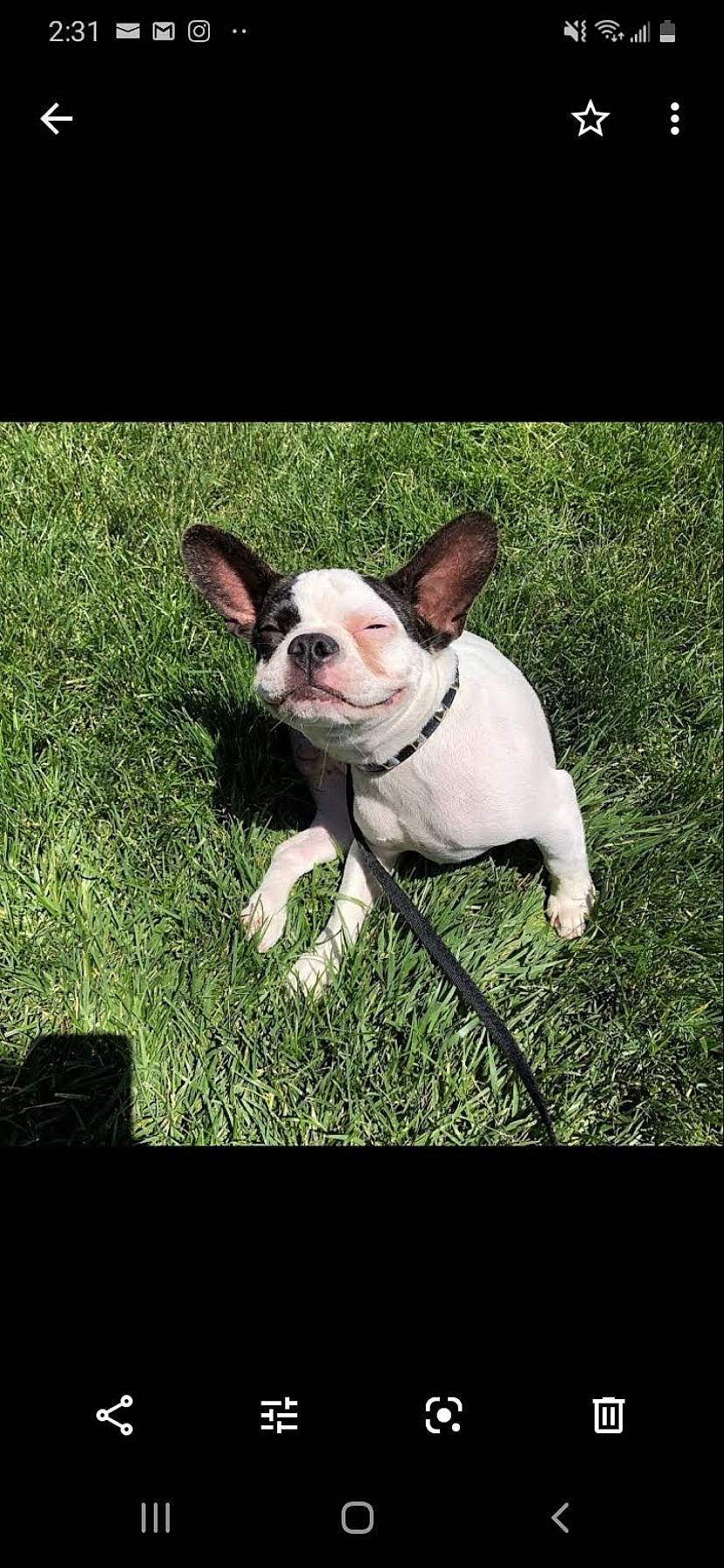 Drizzy joined the competition — help win amazing prizes! boston_terrier, canidae, carnivore, companion_dog, dog, dog_breed, ear, fawn, french_bulldog, grass, mammal, non_sporting_group, nose, photography, plant, puppy, rare_breed_dog, snout, toy_bulldog, vertebrate