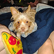 Sonny is registered to the contest to win money with this photo: animal, bed, blanket, clutter, cozy, dog, ears, fabric, fur, furniture, human_leg, indoor, legs, looking_at_camera, messy, pet, pizza_slice, plush_toy, small_dog, toy