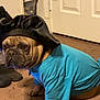 Dodger is registered to the contest to win money with this photo: bulldog, dog, pet, costume, blue_shirt, black_bonnet, carpet, indoor, animal, portrait, sitting, cute, domestic_animal, clothing, face, fur, paw, expression, brown, canine