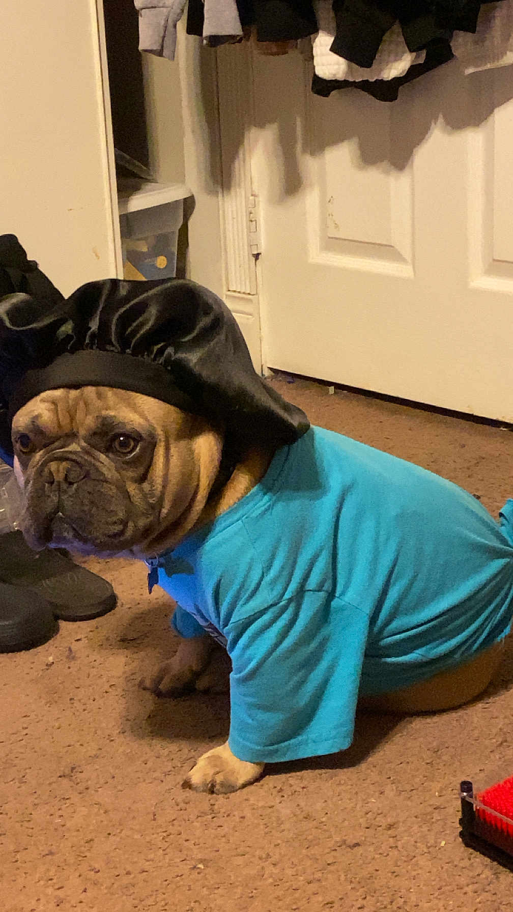 Dodger