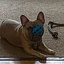 Dodger is registered to the contest to win money with this photo: dog, french_bulldog, ball, toy, rope_toy, carpet, indoor, pet, animal, brown_dog, lying_down, playful, snout, ears, floor, wood_floor, domestic, cute, pet_toy, resting