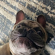 Dodger joined the competition — help win amazing prizes! dog, french_bulldog, pet, animal, close_up, collar, lying_down, carpet, indoor, cute, funny_face, tongue_hidden, wide_eyes, brown_fur, snout, ears, domestic_animal, companion, playful, expression