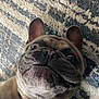 dog, french_bulldog, pet, animal, close_up, collar, lying_down, carpet, indoor, cute, funny_face, tongue_hidden, wide_eyes, brown_fur, snout, ears, domestic_animal, companion, playful, expression