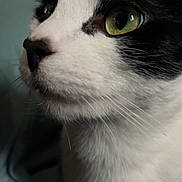 Sass joined the competition — help win amazing prizes! cat, black_and_white, close_up, green_eyes, whiskers, feline, pet, animal, fur, portrait, indoor, looking_away, soft_texture, cute, domestic_cat, side_view, face, muzzle, nose, ears