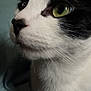 cat, black_and_white, close_up, green_eyes, whiskers, feline, pet, animal, fur, portrait, indoor, looking_away, soft_texture, cute, domestic_cat, side_view, face, muzzle, nose, ears