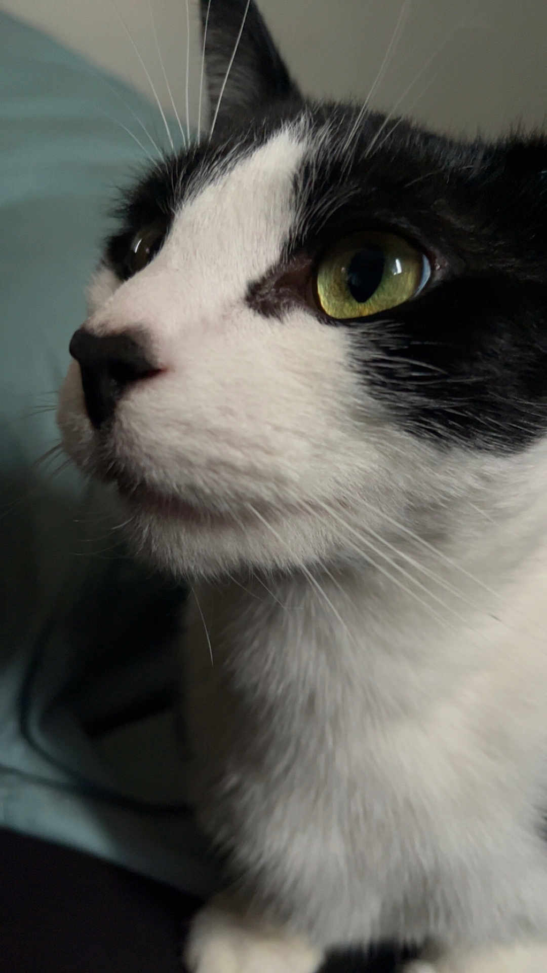 Sass joined the competition — help win amazing prizes! cat, black_and_white, close_up, green_eyes, whiskers, feline, pet, animal, fur, portrait, indoor, looking_away, soft_texture, cute, domestic_cat, side_view, face, muzzle, nose, ears