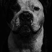 Opium a rejoint le concours — aidez-le/la à gagner de superbes lots ! dog, animal, portrait, black_and_white, close_up, wet, fur, face, pet, canine, expression, texture, dark_background, moody, monochrome, muzzle, ears, whiskers, nostrils, droplets