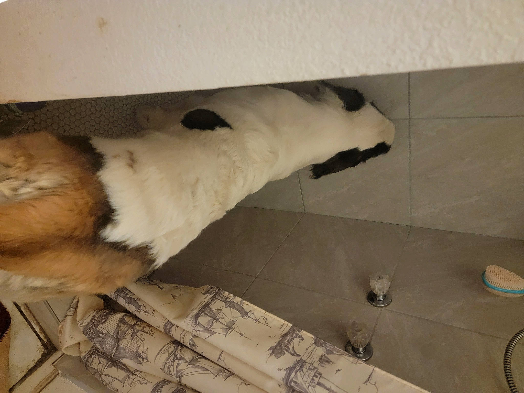 Tidlewave joined the competition — help win amazing prizes! canidae, carnivore, comfort, companion_dog, dog_breed, fawn, felidae, floor, flooring, fur, hardwood, pet_supply, small_to_medium_sized_cats, snout, sporting_group, tail, terrestrial_animal, tile_flooring, whiskers, wood