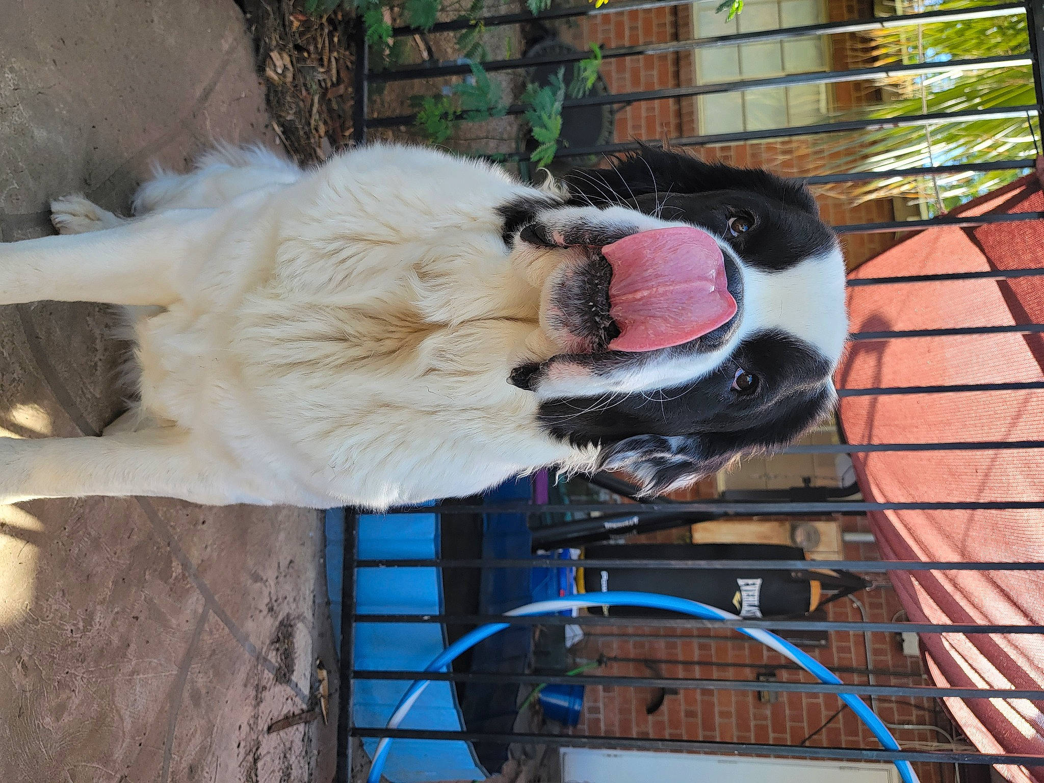 Tidlewave joined the competition — help win amazing prizes! canidae, carnivore, collar, companion_dog, dog, dog_breed, dog_collar, dog_supply, door, electrical_supply, fawn, fur, snout, sporting_group, tire, tree, vehicle, wire, working_animal