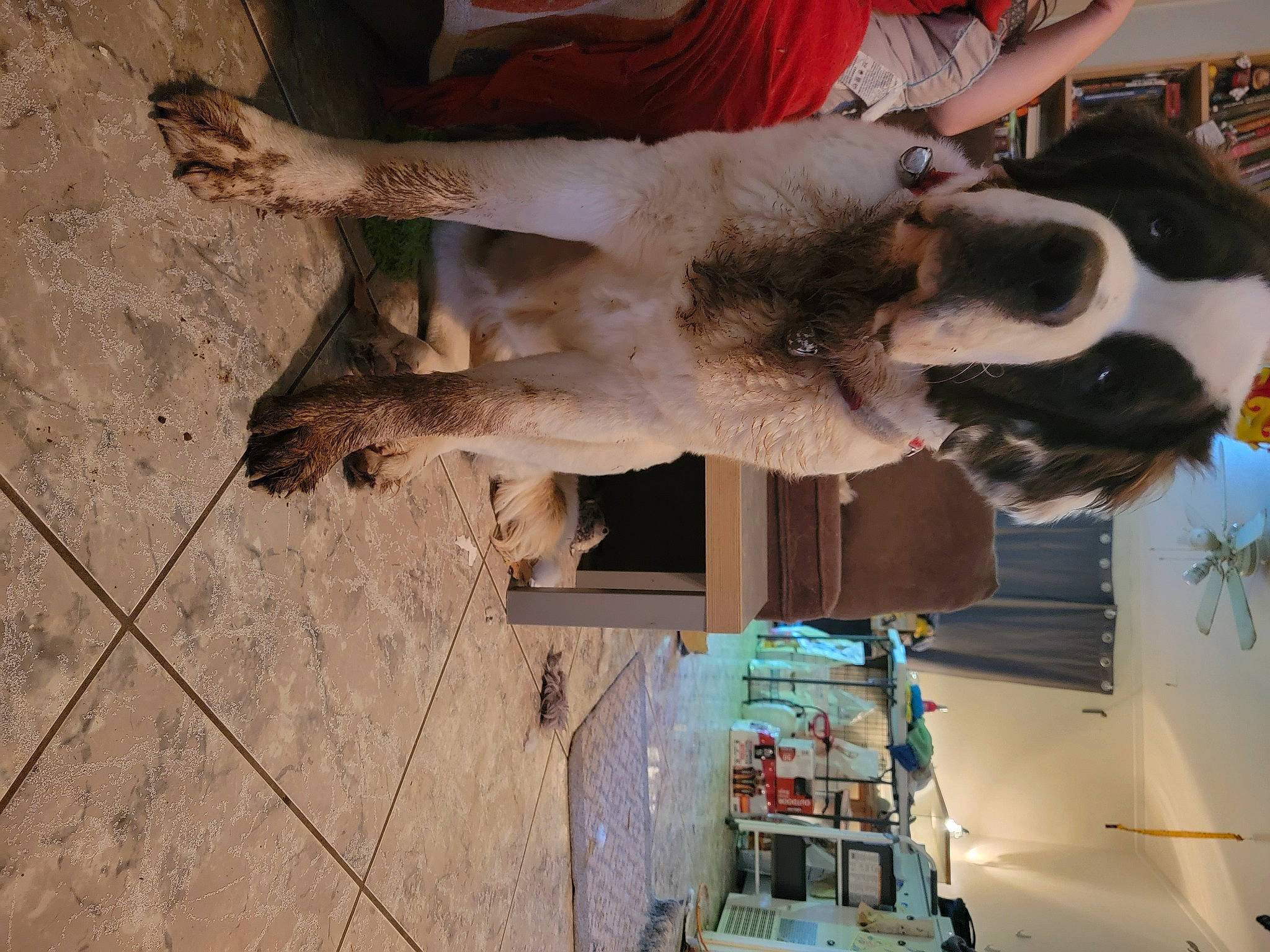 Tidlewave is registered to the contest to win money with this photo: canidae, carnivore, dog, dog_breed, fawn, fun, fur, landscape, plant, sporting_group, tree, wood