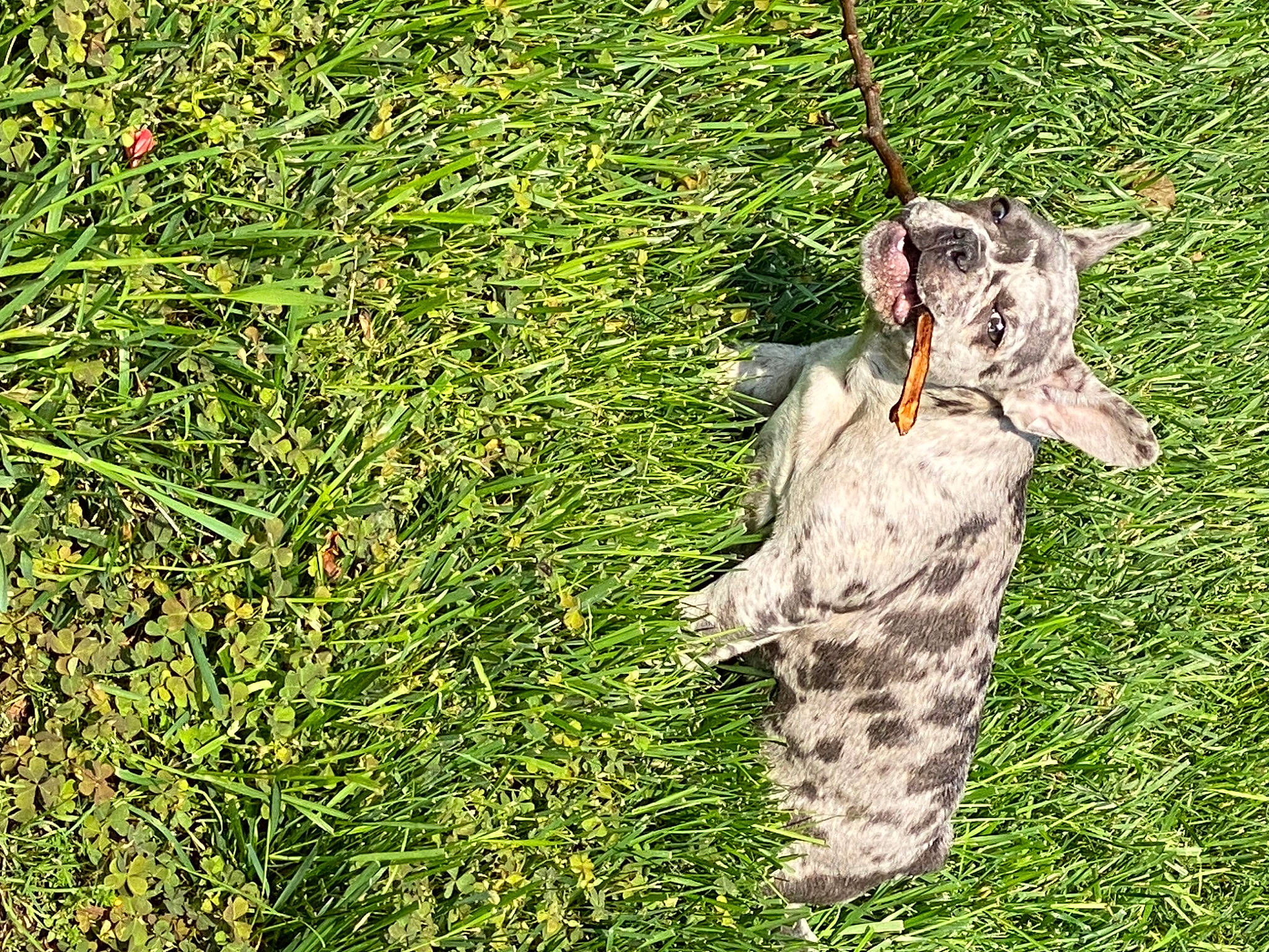 Ginger is registered to the contest to win money with this photo: camouflage, canidae, carnivore, dog_breed, felidae, fur, grass, grass_family, grassland, groundcover, military_camouflage, pattern, people_in_nature, plant, small_to_medium_sized_cats, sporting_group, tail, terrestrial_animal