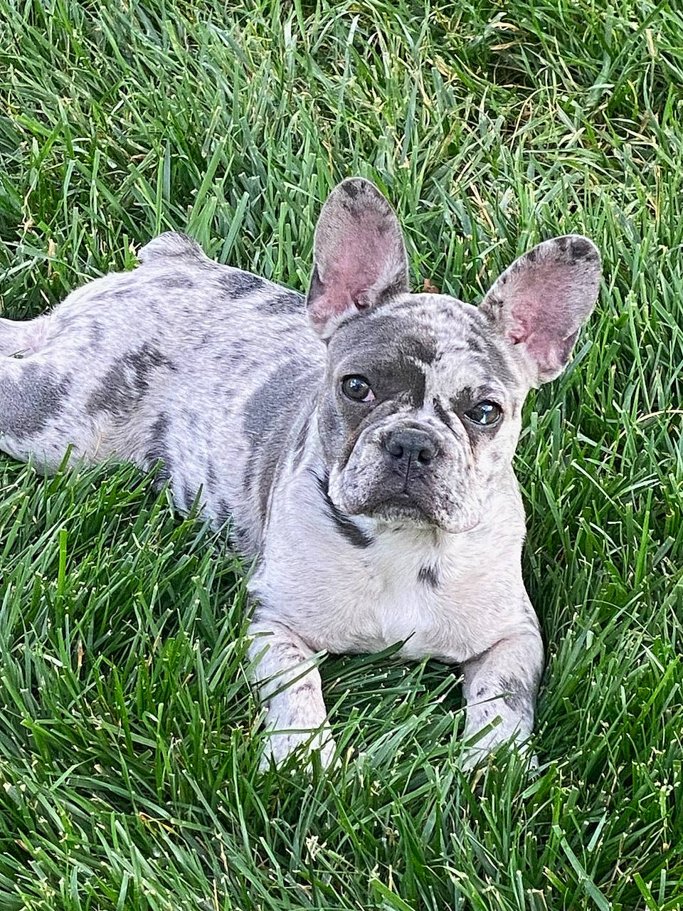 Ginger is registered to the contest to win money with this photo: ancient_dog_breeds, bulldog, canidae, carnivore, collar, companion_dog, dog, dog_breed, ear, eye, fawn, grass, groundcover, non_sporting_group, plant, sporting_group, terrestrial_animal, whiskers, working_animal, wrinkle