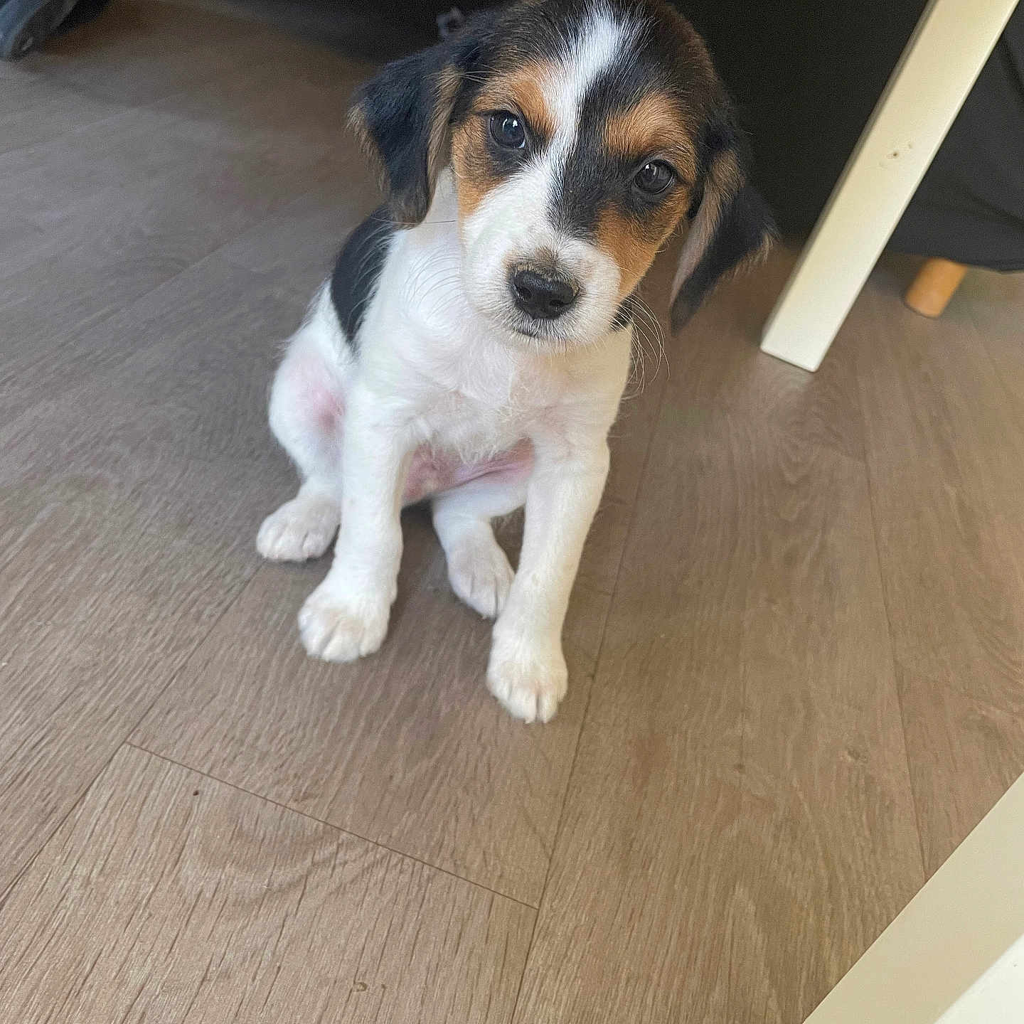 Aïsko a rejoint le concours — aidez-le/la à gagner de superbes lots ! animal, black_fur, brown_fur, canine, cute, dog, domestic_animal, ears, flooring, fur, indoor, looking_up, pet, portrait, puppy, sitting, small_dog, white_fur, wooden_floor, young_dog