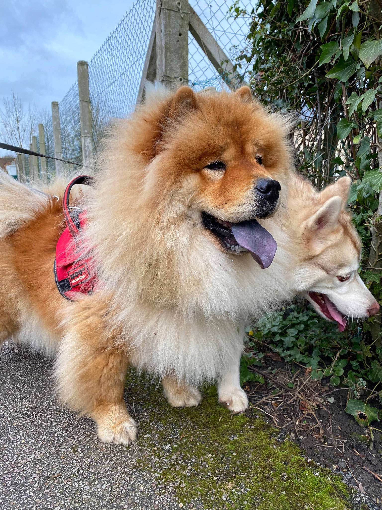Chewie a rejoint le concours — aidez-le/la à gagner de superbes lots ! akita, ancient_dog_breeds, canidae, carnivore, companion_dog, dog, dog_breed, eurasier, german_spitz, german_spitz_klein, german_spitz_mittel, icelandic_sheepdog, mammal, non_sporting_group, pomeranian, rare_breed_dog, spitz, sporting_group, vertebrate, volpino_italiano
