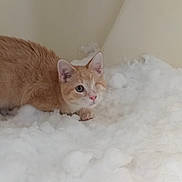 Shai joined the competition — help win amazing prizes! alert, animal, cat, corner, curious, cute, domestic_cat, ears, feline, fluffy_surface, fur, indoor, mammal, one_eye, one_eyed_cat, orange_cat, pet, small, tabby, whiskers