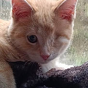 Shai is registered to the contest to win money with this photo: kitten, cat, one-eyed, ginger, feline, pet, animal, cute, cozy, blanket, window, rain, indoors, fur, whiskers, close-up, portrait, soft, resting, young