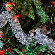 Chanel participe au concours pour gagner de l'argent avec cette photo : accessories, animal, cat, christmas, christmasdecorations, christmastree, christmastreeornaments, conifer, festival, fir, flower, flowerarrangement, ornament, pet, pine, plant, sphere, spruce, tree, yew