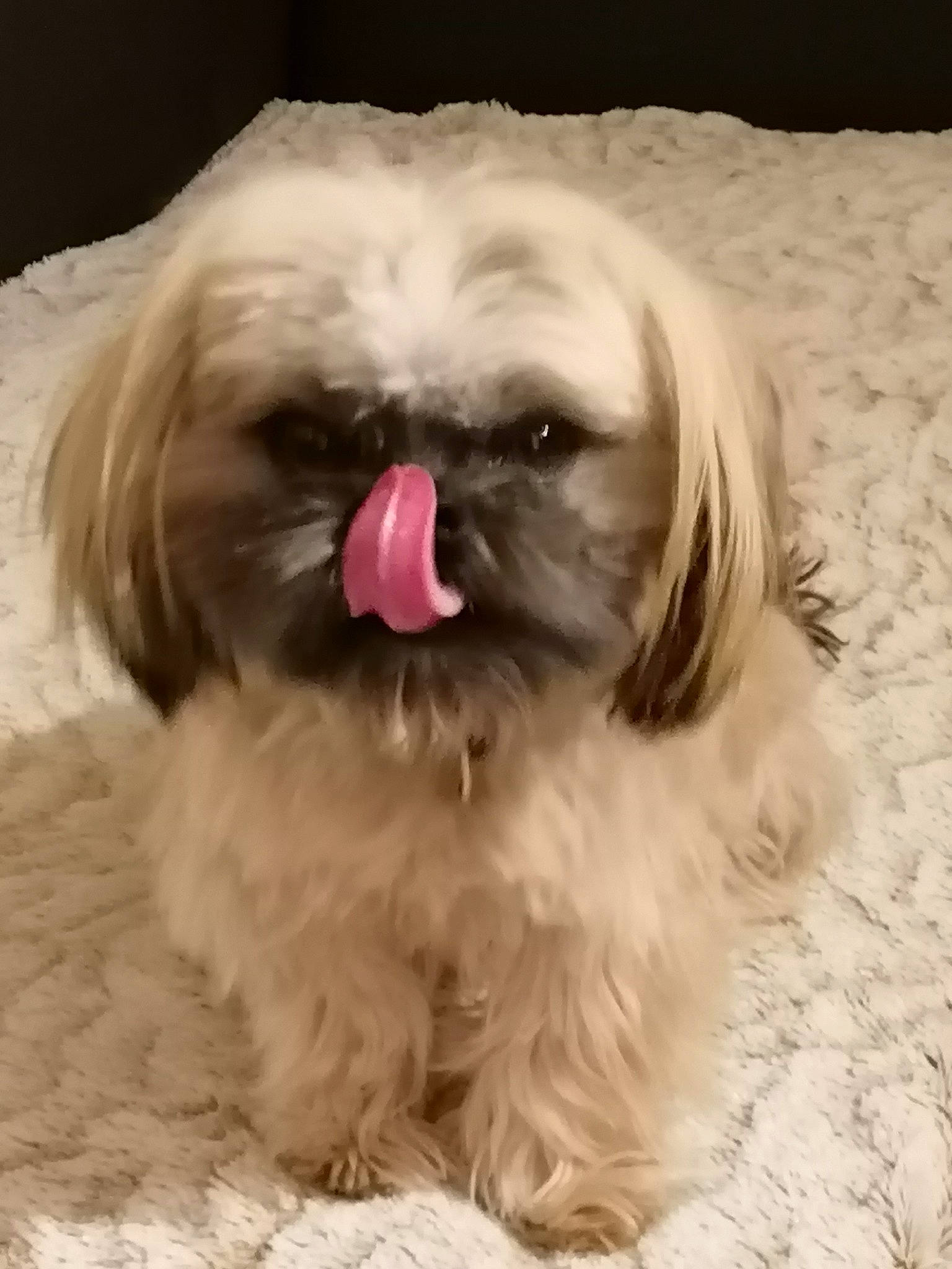 Sharly participe au concours pour gagner de l'argent avec cette photo : canidae, carnivore, companion_dog, dog, dog_breed, dog_supply, eye, fawn, fur, liver, mal_shi, maltepoo, natural_material, shih_poo, shih_tzu, snout, sporting_group, terrestrial_animal, toy_dog, working_animal