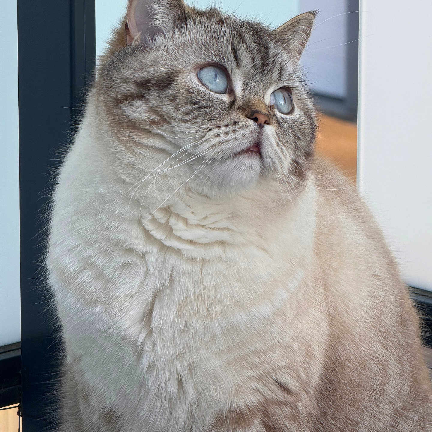 Toby participe au concours pour gagner de l'argent avec cette photo : animal, blue_eyes, calm, cat, close_up, cute, detail, domestic_cat, feline, fluffy, fur, indoor, looking_away, mammal, pet, portrait, sitting, soft_texture, tabby, whiskers