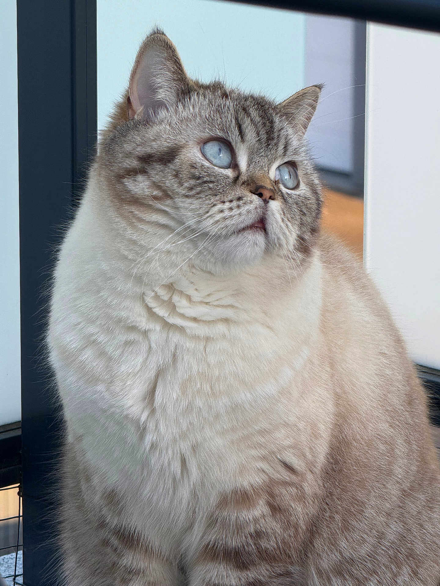 Toby participe au concours pour gagner de l'argent avec cette photo : cat, blue_eyes, fluffy, fur, pet, animal, portrait, close_up, indoor, whiskers, cute, mammal, looking_away, domestic_cat, tabby, soft_texture, feline, calm, sitting, detail