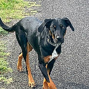 Tessy a rejoint le concours — aidez-le/la à gagner de superbes lots ! dog, black_dog, tan_dog, canine, walking, outdoor, path, pavement, grass, collar, alert, pet, animal, mammal, sidewalk, nature, daylight, fur, ears, tail