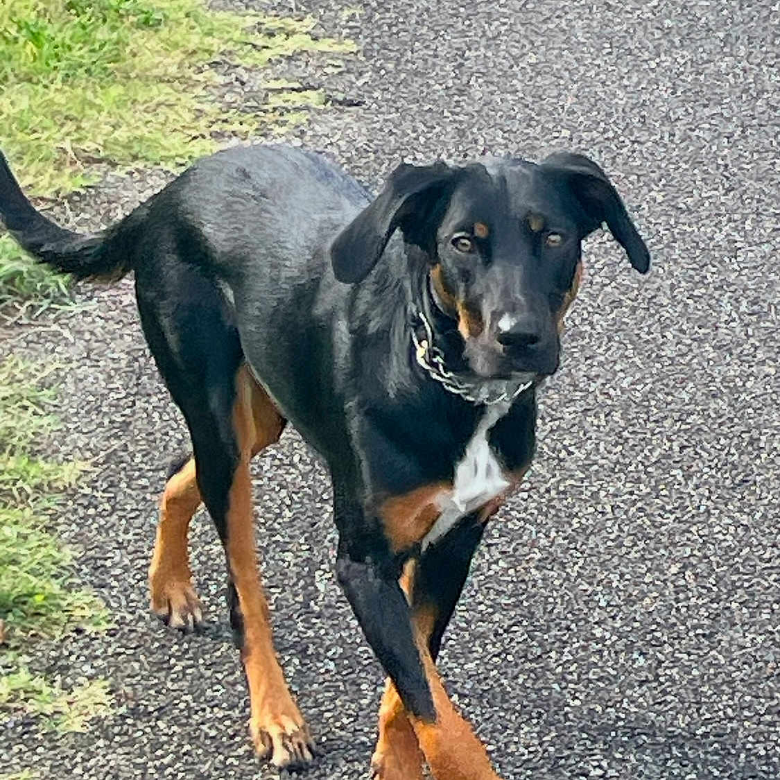 Tessy a rejoint le concours — aidez-le/la à gagner de superbes lots ! alert, animal, black_dog, canine, collar, daylight, dog, ears, fur, grass, mammal, nature, outdoor, path, pavement, pet, sidewalk, tail, tan_dog, walking